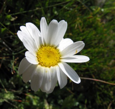 crisantemo