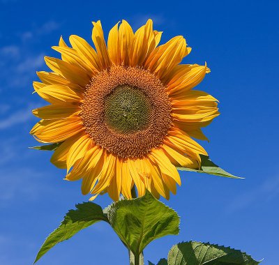 giaggiolo