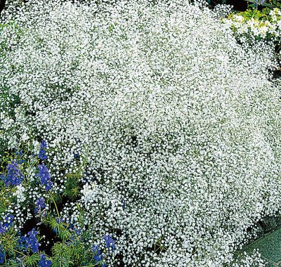 gypsophila