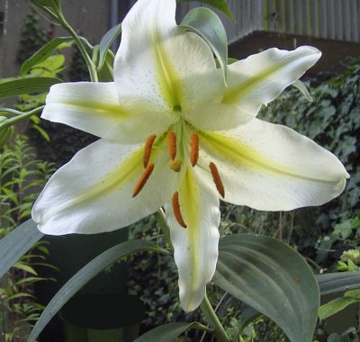 lilium