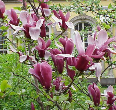 magnolia