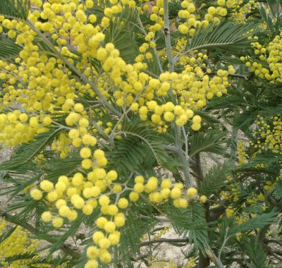 mimosa
