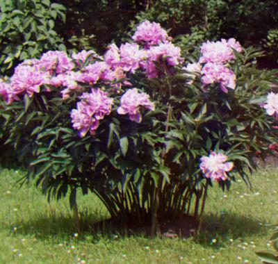 peonia