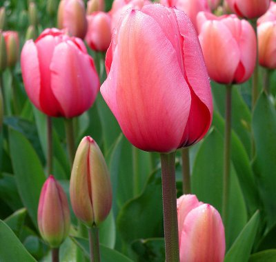 tulipano