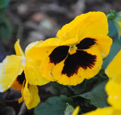 Viola del pensiero